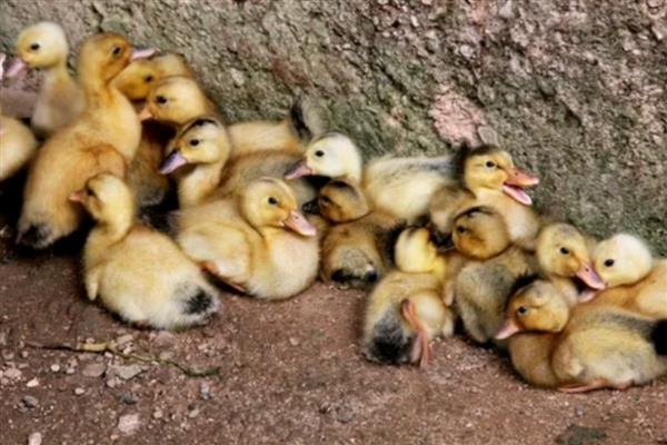 小鸭子为何站不起来，可能是患有软腿病所致