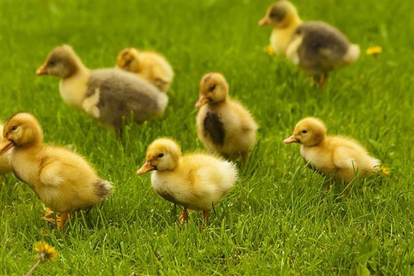 小鸭子为何站不起来，可能是患有软腿病所致