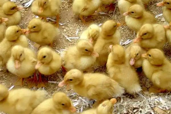 小鸭子为何站不起来，可能是患有软腿病所致