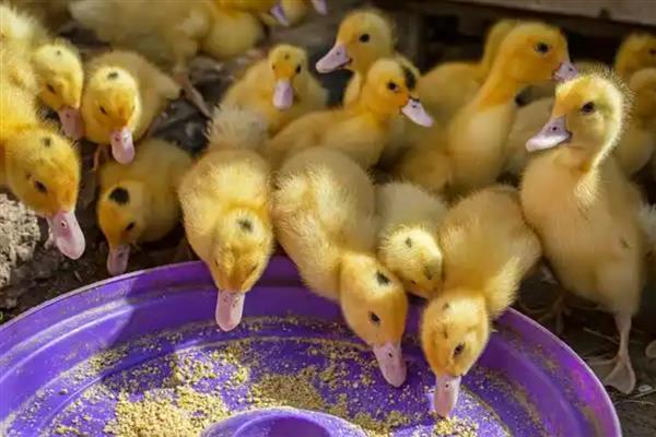 小鸭子为何站不起来，可能是患有软腿病所致