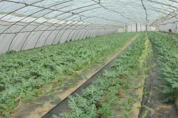 西瓜僵苗如何解决，视情况采取对应处理方法