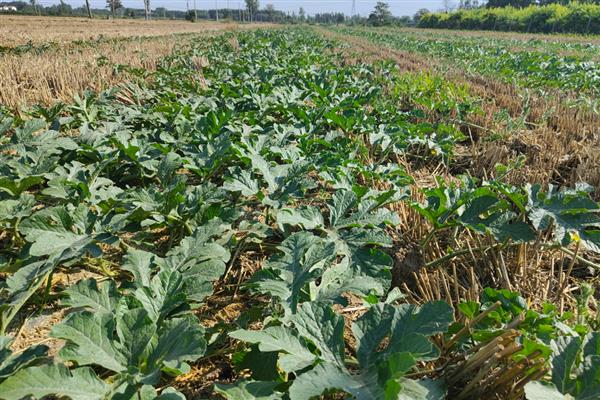 西瓜僵苗如何解决，视情况采取对应处理方法