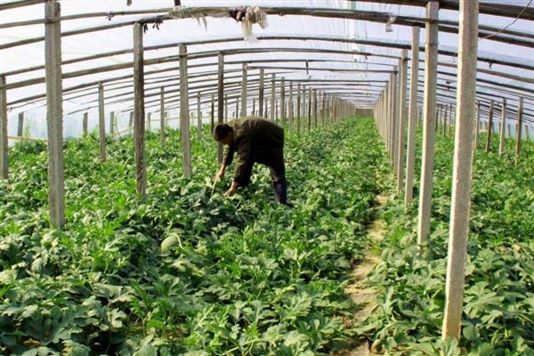 西瓜僵苗如何解决，视情况采取对应处理方法