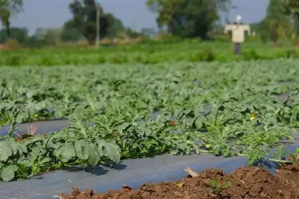 西瓜僵苗如何解决，视情况采取对应处理方法