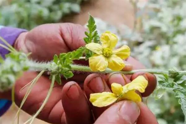 西瓜僵苗如何解决，视情况采取对应处理方法