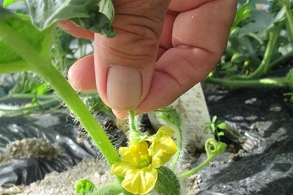 西瓜僵苗如何解决，视情况采取对应处理方法