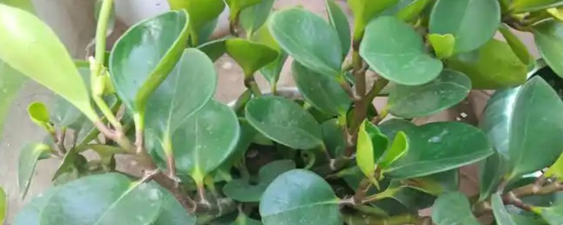 紫边碧玉椒草有没有毒，是一种没有毒性植物