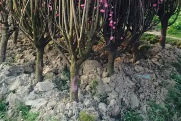 红梅的养殖方法,选用ph值在6-8之间的微碱性土壤