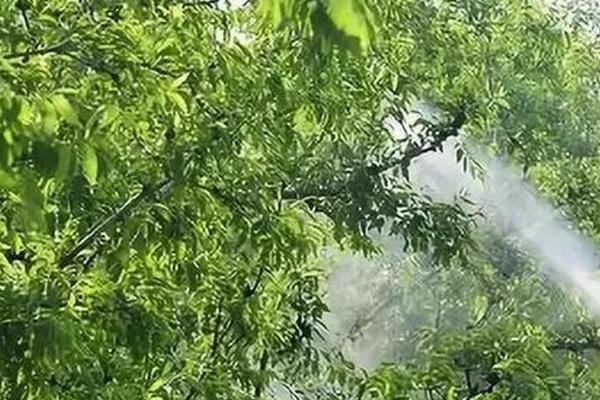 苹果为什么会早衰，可能是发生腐烂病、施肥不当、天气恶劣等因素引起