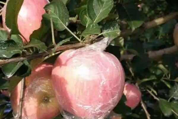 苹果为什么会早衰，可能是发生腐烂病、施肥不当、天气恶劣等因素引起