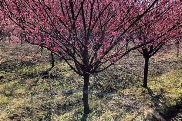 红梅的养殖方法,选用ph值在6-8之间的微碱性土壤