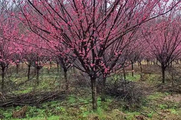 红梅的养殖方法,选用ph值在6-8之间的微碱性土壤