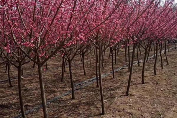红梅的养殖方法,选用ph值在6-8之间的微碱性土壤