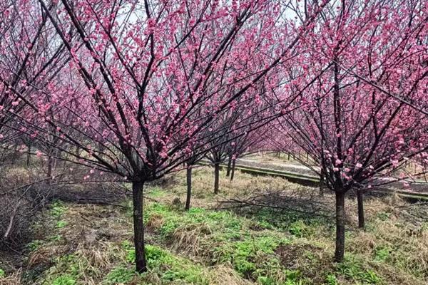 红梅的养殖方法,选用ph值在6-8之间的微碱性土壤