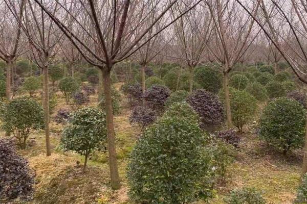 红梅的养殖方法,选用ph值在6-8之间的微碱性土壤