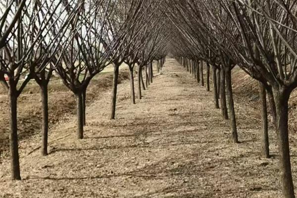 红梅的养殖方法,选用ph值在6-8之间的微碱性土壤