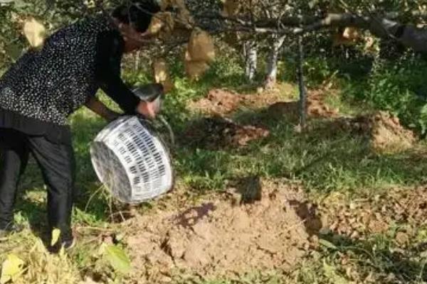 苹果为什么会早衰，可能是发生腐烂病、施肥不当、天气恶劣等因素引起