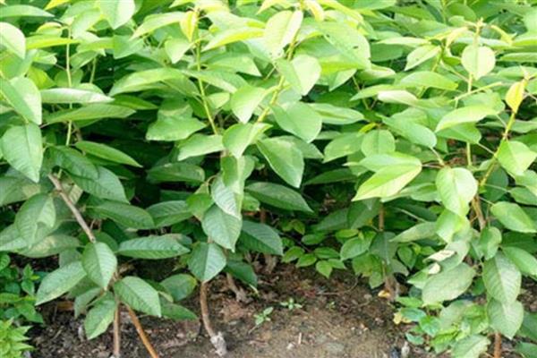 樱桃苗木的价格，因苗龄、产地、品种等条件而异