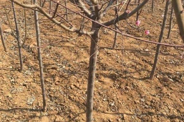 红梅的养殖方法,选用ph值在6-8之间的微碱性土壤