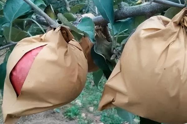 苹果为什么会早衰，可能是发生腐烂病、施肥不当、天气恶劣等因素引起