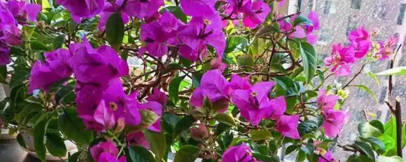 三角梅换盆后叶子蔫如何解决，因缺少光照所致需养在阳光充足的地方