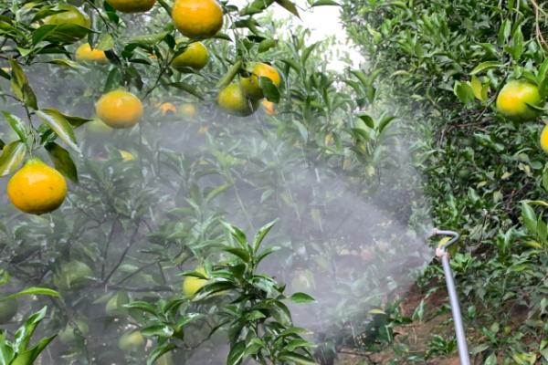 吡虫啉有什么作用，可防治飞虱、叶蝉、蚜虫等害虫