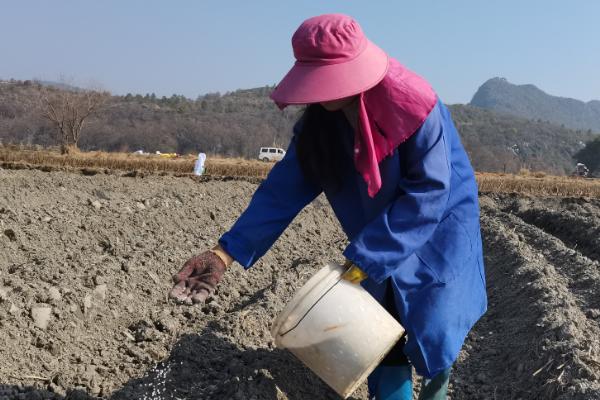 吡虫啉有什么作用，可防治飞虱、叶蝉、蚜虫等害虫