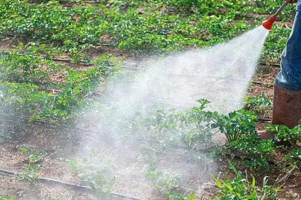 吡虫啉有什么作用，可防治飞虱、叶蝉、蚜虫等害虫