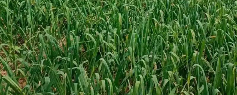 露天蒜苗的亩产量，亩产量为3000-6000斤左右
