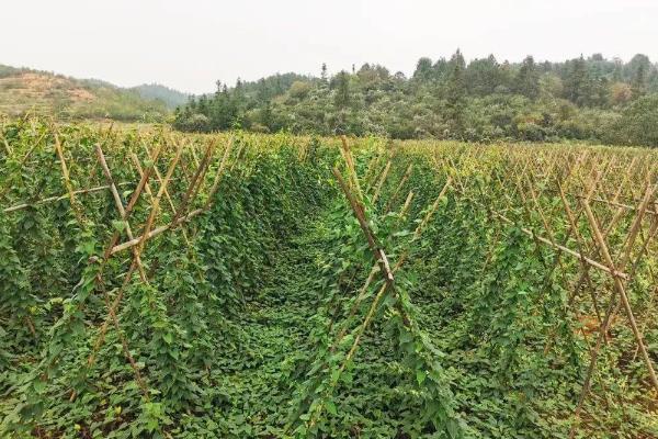 何首乌的亩产量,一般能达到4000斤左右