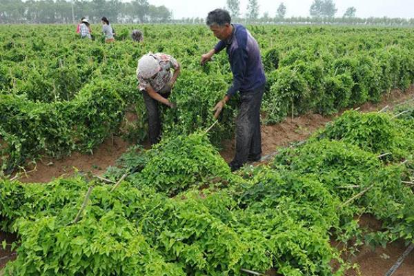 何首乌的亩产量,一般能达到4000斤左右