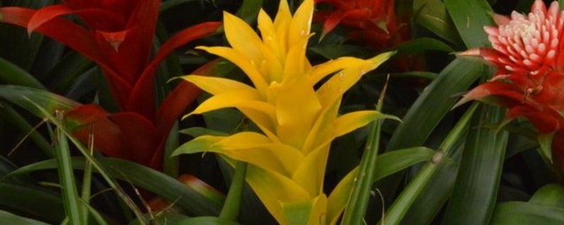 水塔花修剪枝叶的方法,枯黄枝叶、病叶一一剪除掉