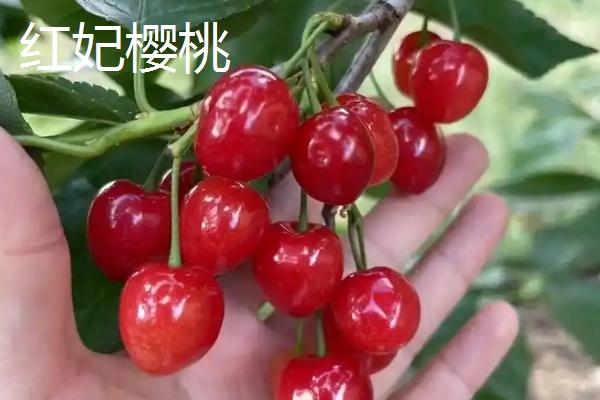 湖北适合种哪些樱桃，主要有以下2个品种