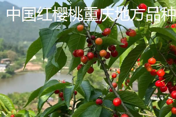 湖北适合种哪些樱桃，主要有以下2个品种