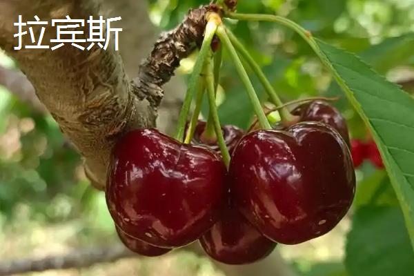 湖北适合种哪些樱桃，主要有以下2个品种