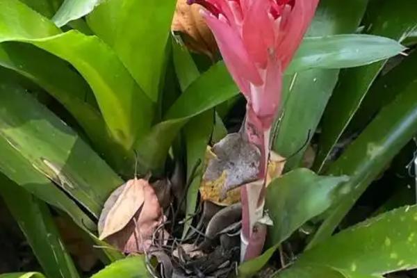 水塔花修剪枝叶的方法,枯黄枝叶、病叶一一剪除掉