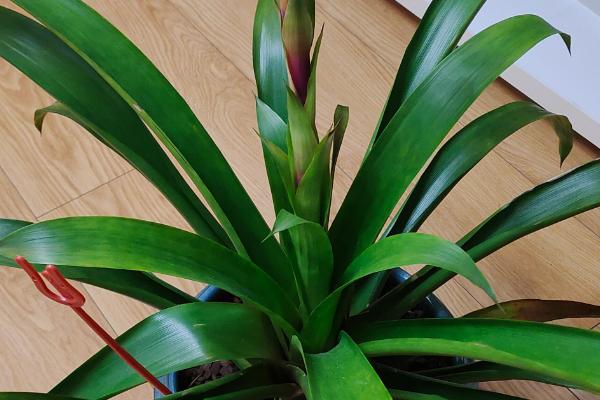 水塔花修剪枝叶的方法,枯黄枝叶、病叶一一剪除掉