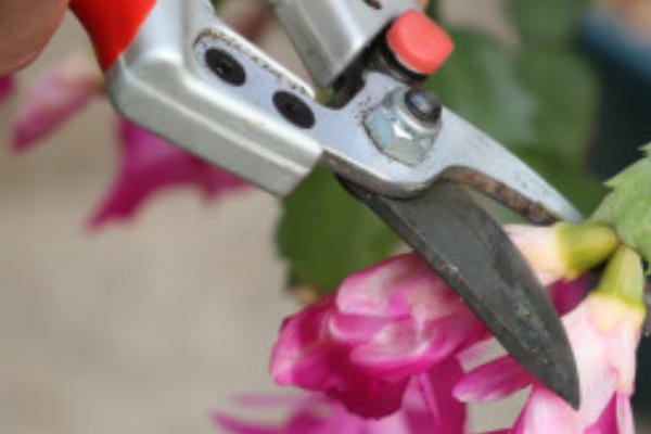 水塔花修剪枝叶的方法,枯黄枝叶、病叶一一剪除掉