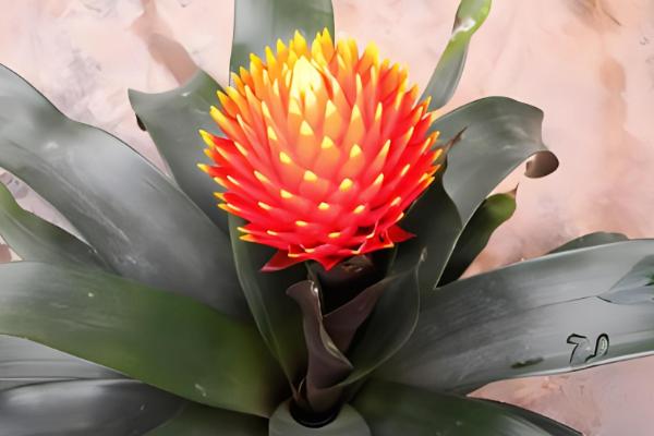 水塔花修剪枝叶的方法,枯黄枝叶、病叶一一剪除掉