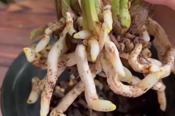 水塔花修剪枝叶的方法,枯黄枝叶、病叶一一剪除掉