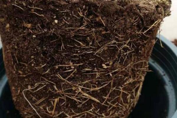 水塔花修剪枝叶的方法,枯黄枝叶、病叶一一剪除掉