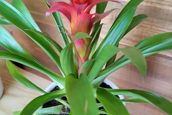 水塔花修剪枝叶的方法,枯黄枝叶、病叶一一剪除掉