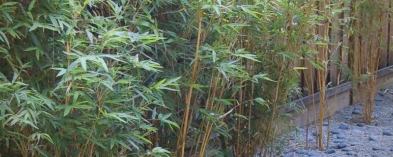 庭院竹子选哪些种类，推荐凤尾竹、米竹等