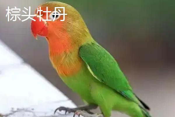 牡丹鹦鹉有哪些品种，棕头牡丹、绿桃牡丹等品种很常见