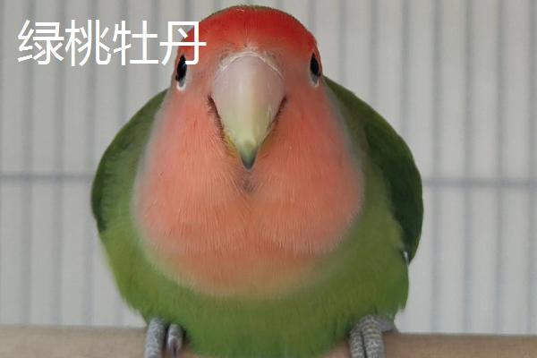 牡丹鹦鹉有哪些品种，棕头牡丹、绿桃牡丹等品种很常见