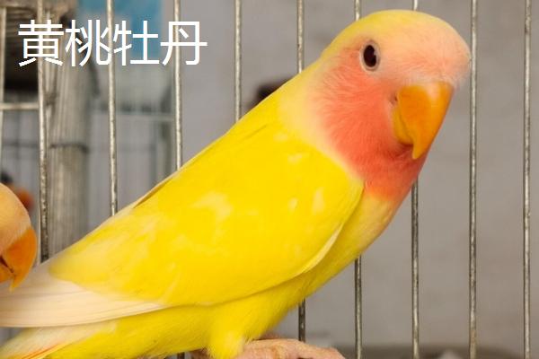 牡丹鹦鹉有哪些品种，棕头牡丹、绿桃牡丹等品种很常见