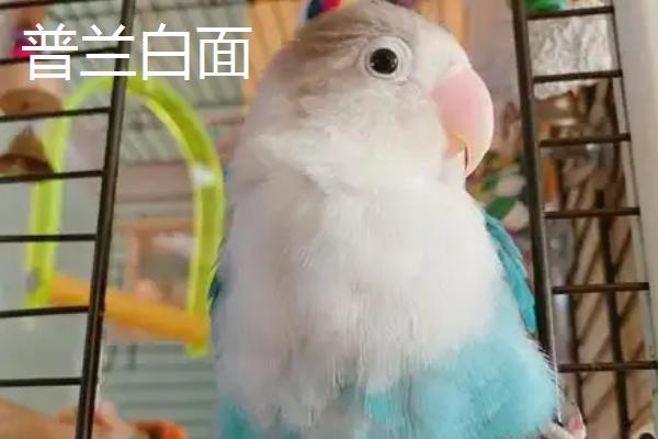 牡丹鹦鹉有哪些品种，棕头牡丹、绿桃牡丹等品种很常见