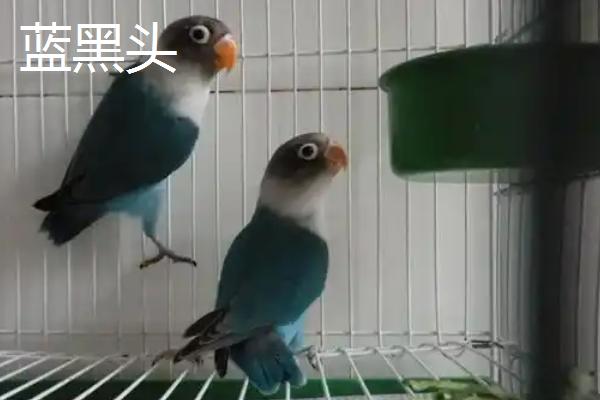 牡丹鹦鹉有哪些品种，棕头牡丹、绿桃牡丹等品种很常见