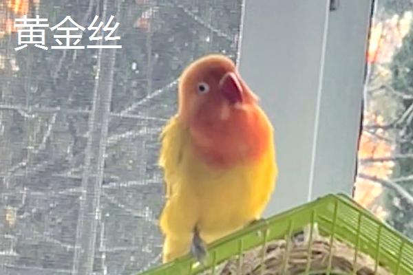 牡丹鹦鹉有哪些品种，棕头牡丹、绿桃牡丹等品种很常见