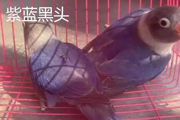 牡丹鹦鹉有哪些品种，棕头牡丹、绿桃牡丹等品种很常见